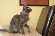MAIN_COON_C003