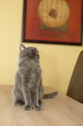 MAIN_COON_C004