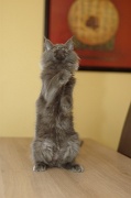 MAIN_COON_C005