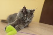 MAIN_COON_C006