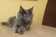 MAIN_COON_C007