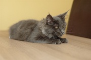 MAIN_COON_C009