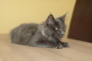 MAIN_COON_C010
