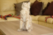 MAIN_COON_C013