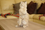 MAIN_COON_C014