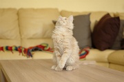 MAIN_COON_C015