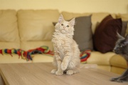 MAIN_COON_C016
