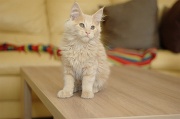 MAIN_COON_C018