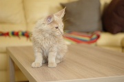 MAIN_COON_C019