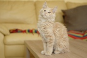 MAIN_COON_C020