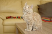 MAIN_COON_C021