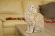 MAIN_COON_C022