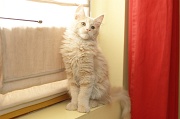 MAIN_COON_C023