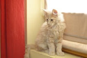 MAIN_COON_C024