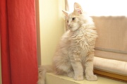 MAIN_COON_C026