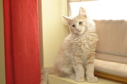 MAIN_COON_C027