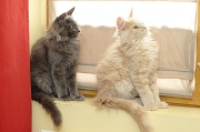 MAIN_COON_C028