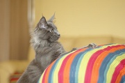 MAIN_COON_C029