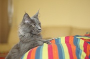 MAIN_COON_C030