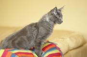 MAIN_COON_C032