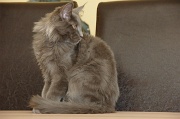 MAIN_COON_C033