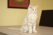 MAIN_COON_C034