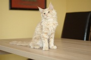 MAIN_COON_C035