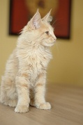 MAIN_COON_C036