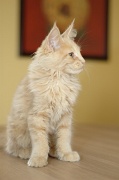 MAIN_COON_C037