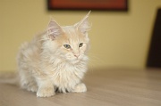 MAIN_COON_C038