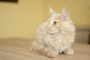 MAIN_COON_C039