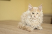 MAIN_COON_C040
