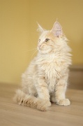 MAIN_COON_C041