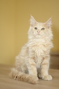 MAIN_COON_C042
