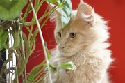 MAIN_COON_C043