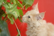 MAIN_COON_C044