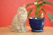 MAIN_COON_C045