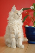 MAIN_COON_C047
