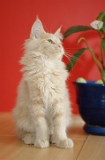 MAIN_COON_C048