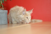 MAIN_COON_C049