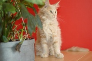 MAIN_COON_C050