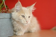 MAIN_COON_C051