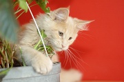 MAIN_COON_C052