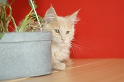 MAIN_COON_C053