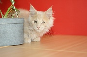 MAIN_COON_C054