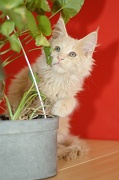 MAIN_COON_C055
