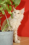 MAIN_COON_C056