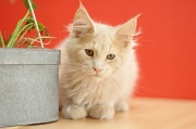 MAIN_COON_C057