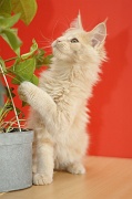 MAIN_COON_C058
