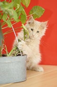 MAIN_COON_C059